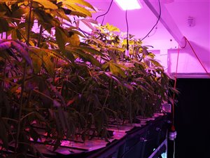 Hodowla indoor konopi, cbd, Aeroponika